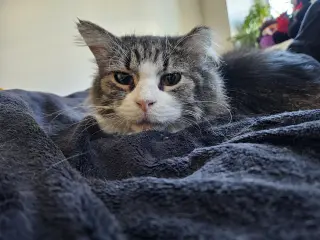 Cleo