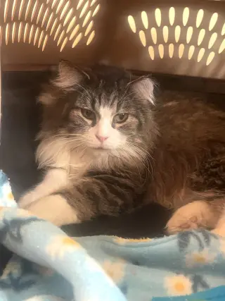 Cleo