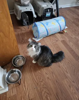 Cleo