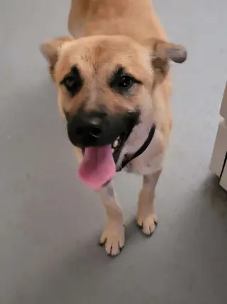 Bruno