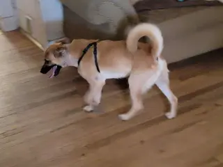 Bruno