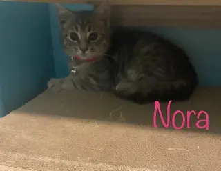 Nora
