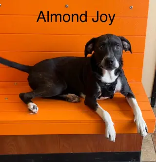 Almond Joy