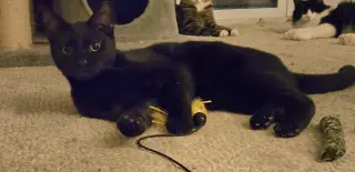 Ninja