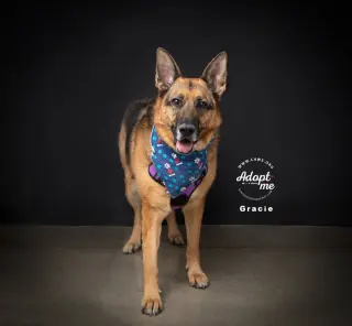 Gracie