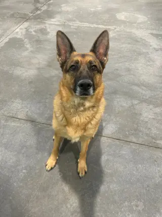 Gracie