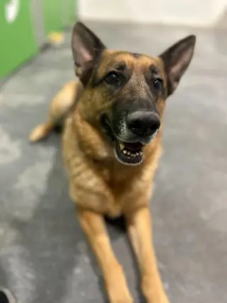 Gracie
