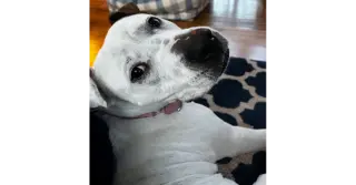 Jasmine the Jolly
