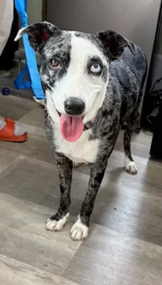 Whoopie