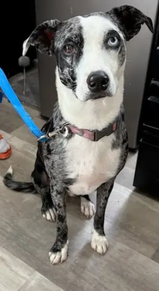 Whoopie