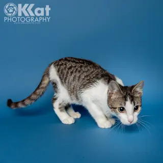 Rocket