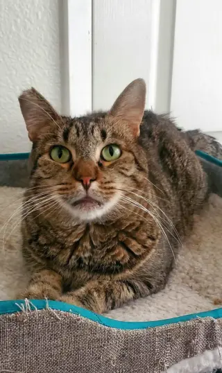 Benjamin ( Napa Petco)