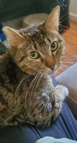 Benjamin ( Napa Petco)