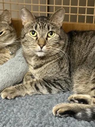 Benjamin ( Napa Petco)