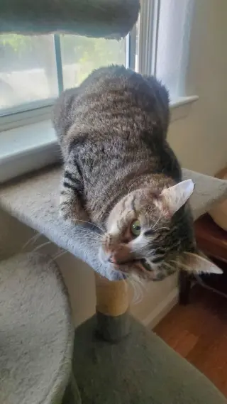 Benjamin ( Napa Petco)