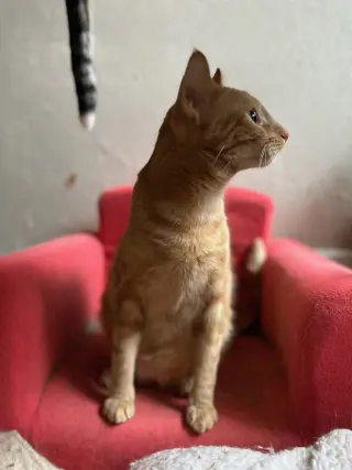 Marble