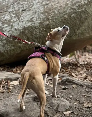 Tazzie