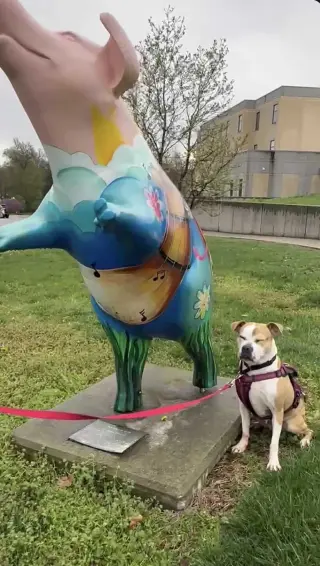 Tazzie