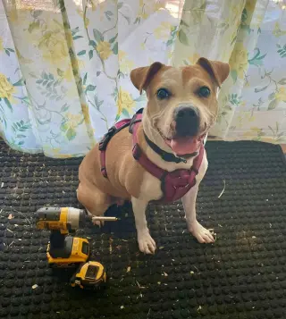 Tazzie
