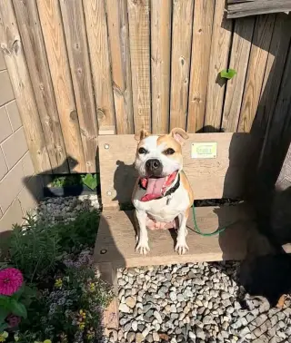 Tazzie