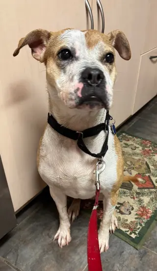 Tazzie