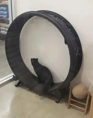 Corvus