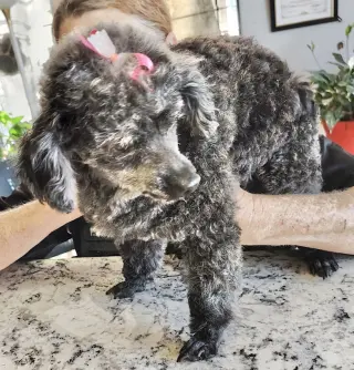 Gracie Lou