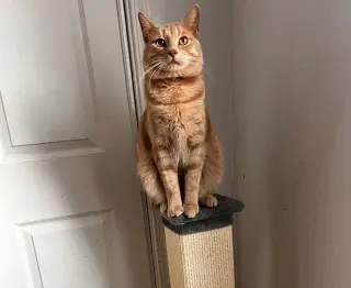Skibidi (& Bubbles)