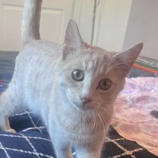 Skibidi (& Bubbles)