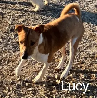 Lucie*