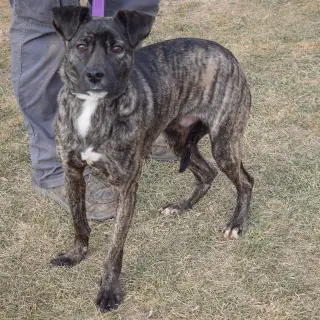 Mateo