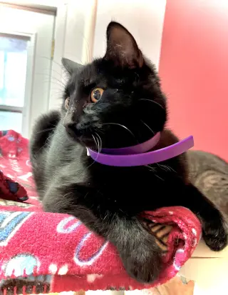 Draven