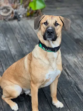 Rex