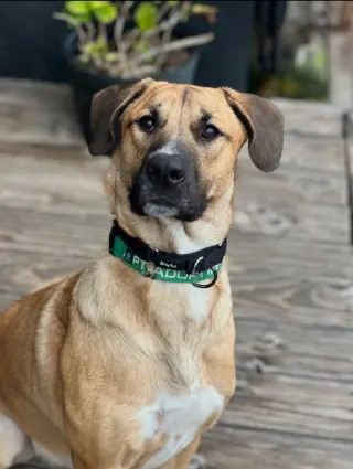 Rex