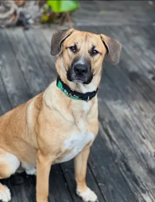 Rex