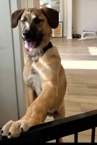 Rex