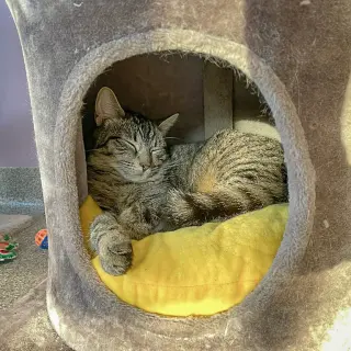 Tater Tot