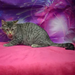 Tater Tot