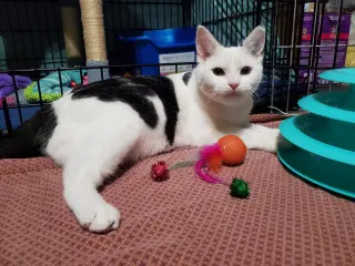 Clarabelle