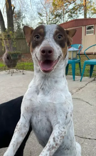 Maybelle