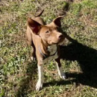 Ruby