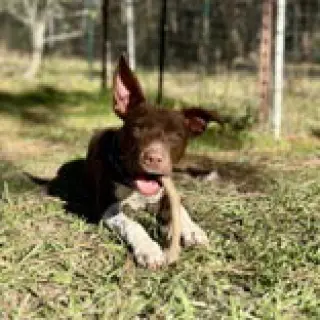 Ruby