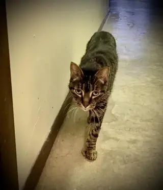 Tootsie