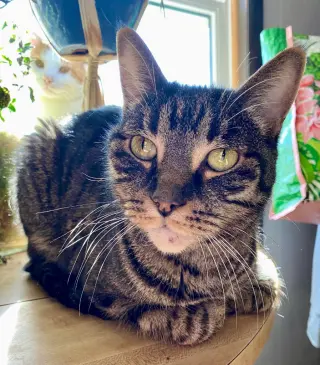Tootsie