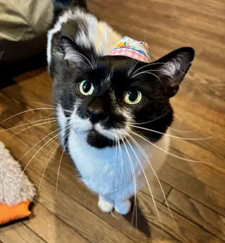 Mr. Kiki - Adoption Fee Sponsored!