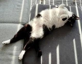 Mr. Kiki - Adoption Fee Sponsored!