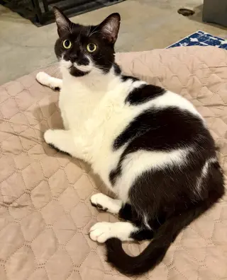Mr. Kiki - Adoption Fee Sponsored!