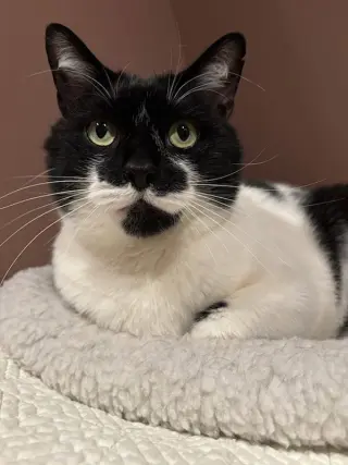 Mr. Kiki - Adoption Fee Sponsored!
