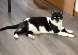 Mr. Kiki - Adoption Fee Sponsored!