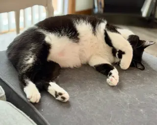 Mr. Kiki - Adoption Fee Sponsored!